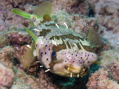 Diodon holocanthus observed 2026-01-25