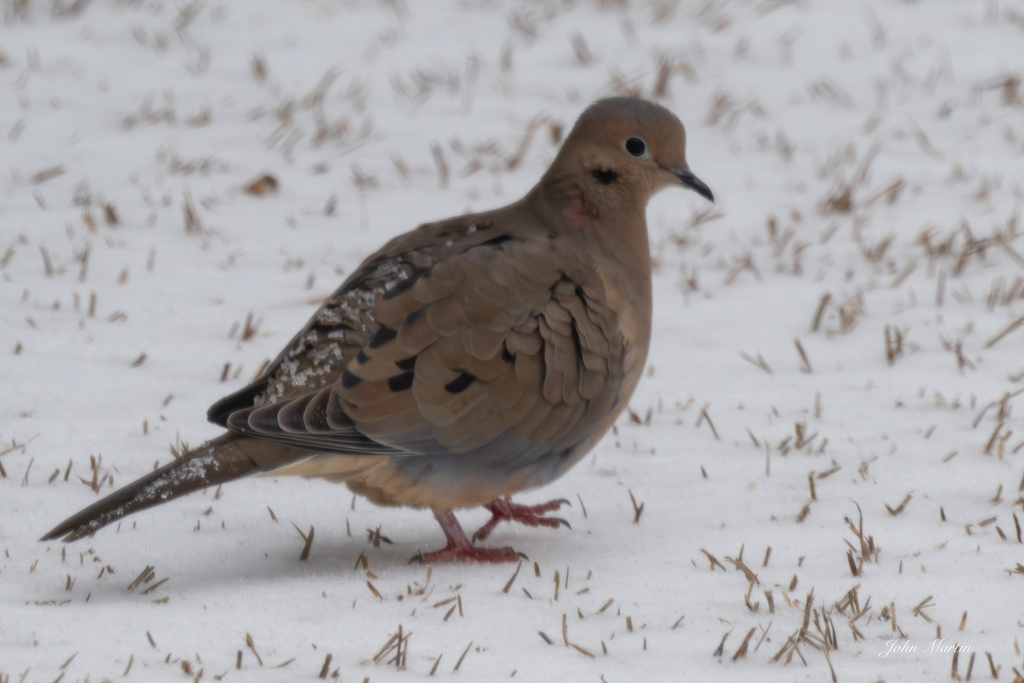 Mourning Dove from Rutledge Acres, Gaffney, SC, USA on January 25, 2026 ...