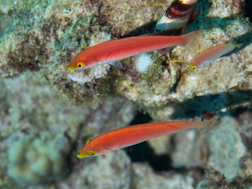 Pseudojuloides cerasinus observed 2026-01-25