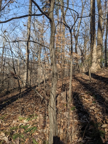 Foto de Carpinus caroliniana