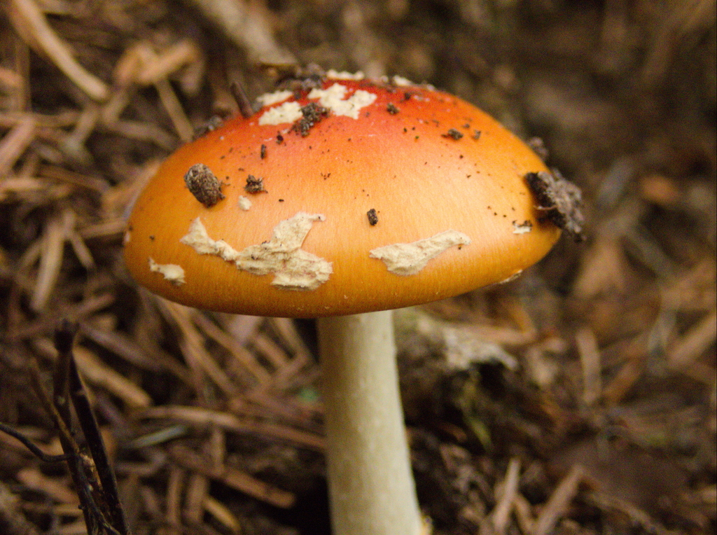 Amanita muscaria flavivolvata · January 2026 · photo: © esto20 (iNaturalist, cc-by)