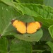 Mariposa Creciente Naranja de Guatemala - Photo (c) Ivani Martínez, algunos derechos reservados (CC BY-NC), subido por Ivani Martínez