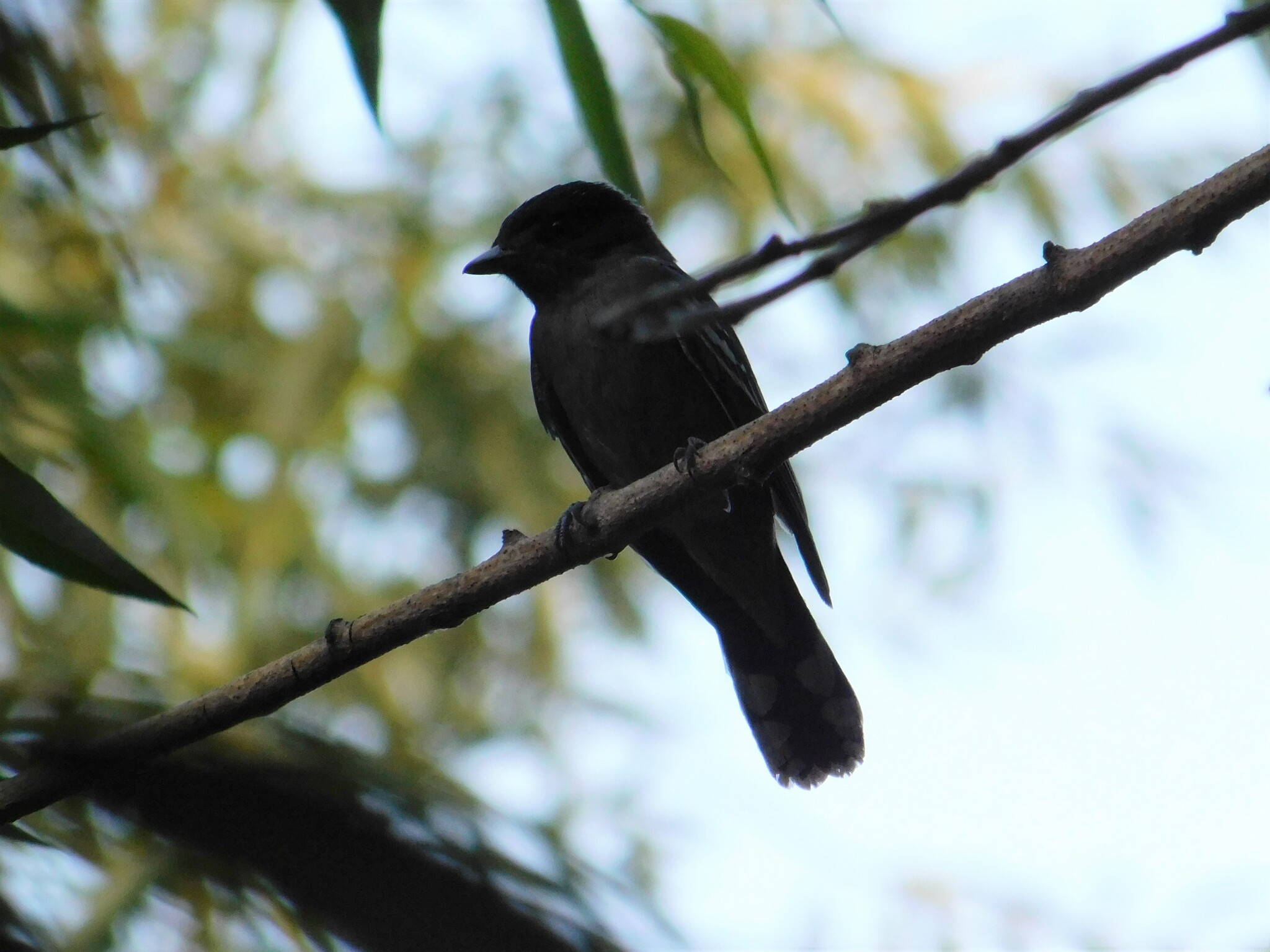 White-winged Becard (Pachyramphus polychopterus), photo 5