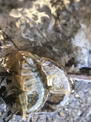 Gammarus daiberi