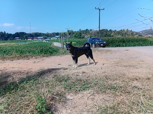 Domestic Dog