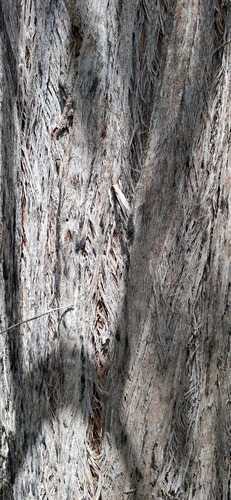 Eucalyptus capitellata observed 2026-01-26