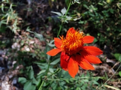 Adenophyllum aurantium