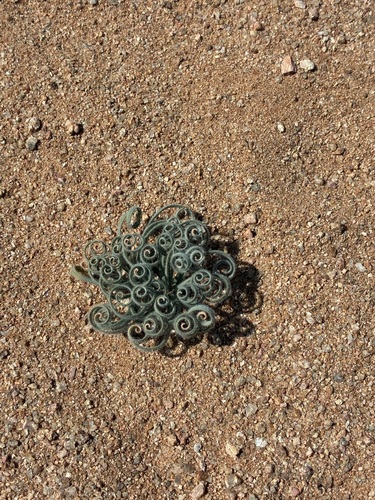Gethyllis lanuginosa