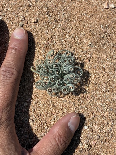 Gethyllis lanuginosa