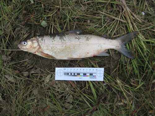 Broad whitefish (Coregonus nasus) — Salmonidae — 5