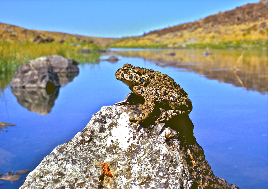 Boreal Toad (Rocky Mountain Fauna) · iNaturalist