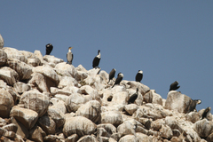 Phalacrocorax carbo