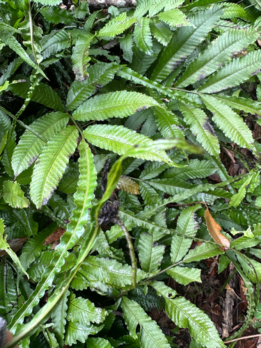 Bolbitis heteroclita, photograph 6