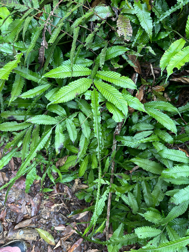 Aquatic fern (Bolbitis heteroclita)