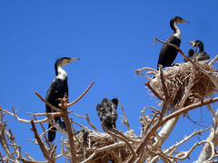 Phalacrocorax carbo