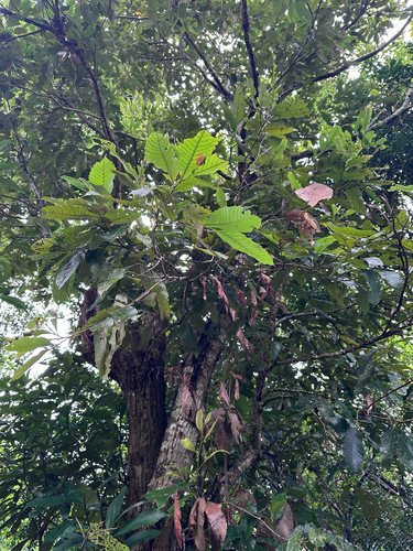 Indian-chestnut (Castanopsis indica)