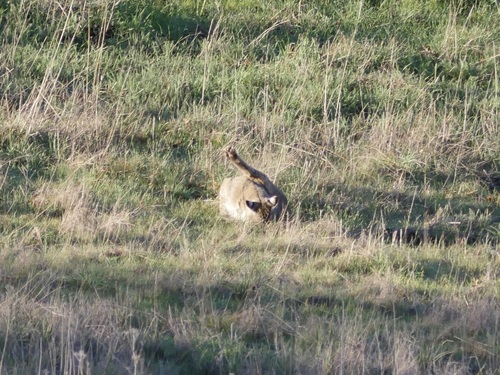 iNaturalist observation photo of Bobcat