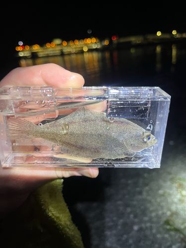 Butter sole (Isopsetta isolepis) — Pleuronectidae