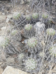 Ferocactus flavovirens