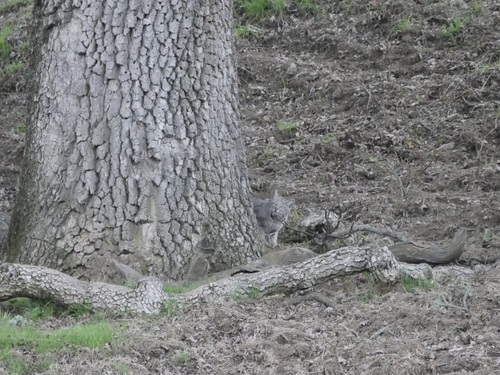 iNaturalist observation photo of Bobcat