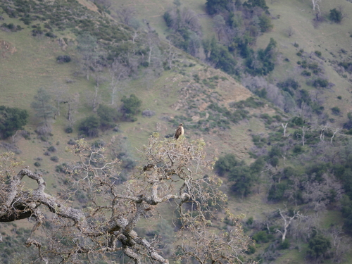 iNaturalist observation photo of Red-tailed Hawk
