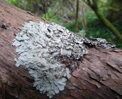 Notoparmelia erumpens