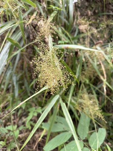 Panicum sarmentosum observed 2026-01-26