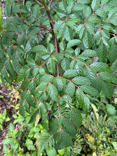 Leea guineensis