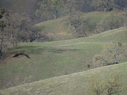 iNaturalist observation photo of Golden Eagle