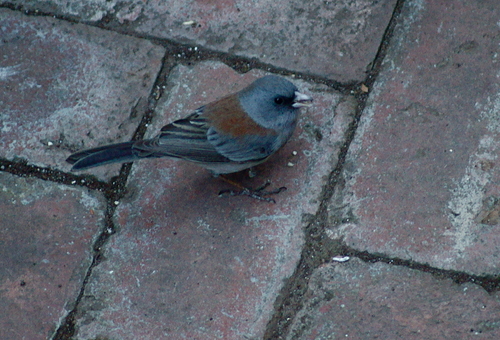 Dark-eyed Junco photographed in Arizona