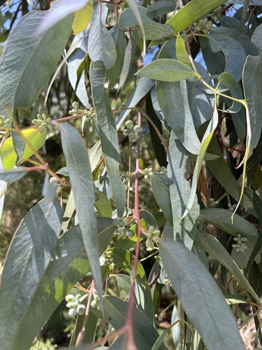 Mealy Stringybark (Eucalyptus cephalocarpa)