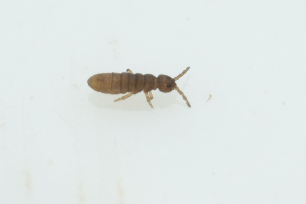 Archisotoma besselsi