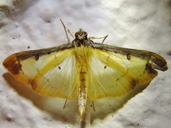 Eulepte anticostalis