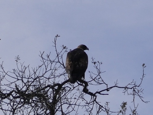 iNaturalist observation photo of Golden Eagle
