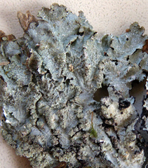 Notoparmelia erumpens