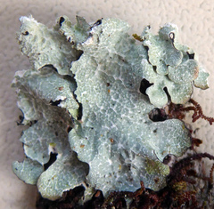 Notoparmelia erumpens