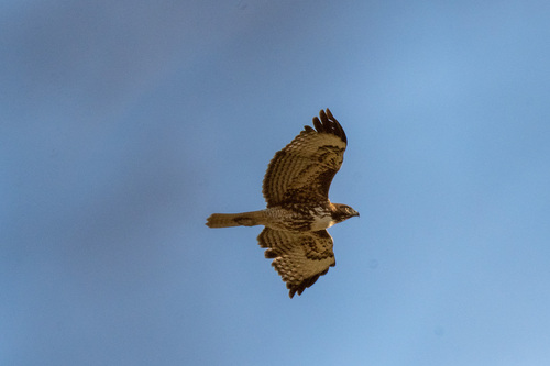 iNaturalist observation photo of Red-tailed Hawk