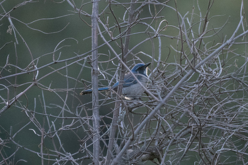 iNaturalist observation photo of California Scrub-Jay