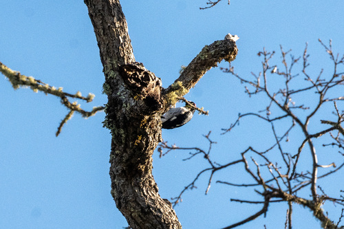 iNaturalist observation photo of Acorn Woodpecker
