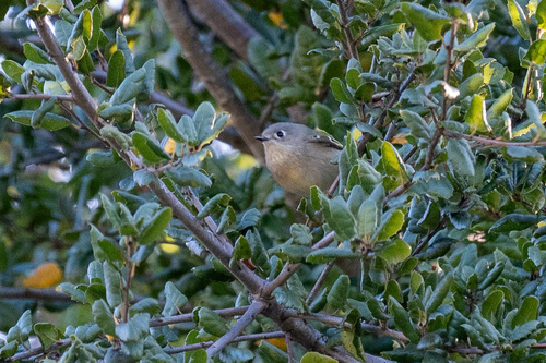 iNaturalist observation photo of Ruby-crowned Kinglet