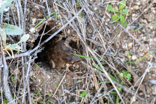 iNaturalist observation photo of Pacific chorus frog