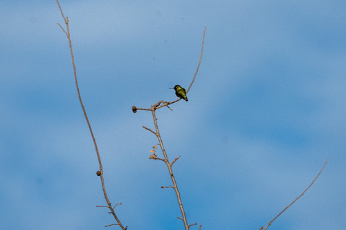 iNaturalist observation photo of Anna's Hummingbird