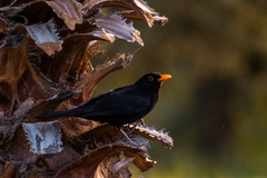 Turdus merula