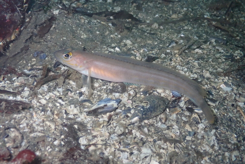 Northern ronquil (Ronquilus jordani) — Bathymasteridae