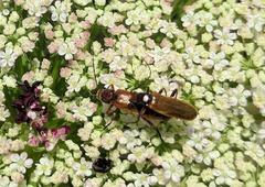 Rhagonycha nigritarsis