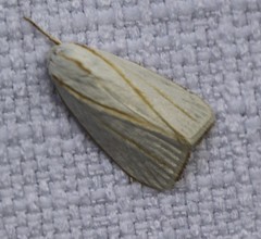 Cryptophasa flavolineata