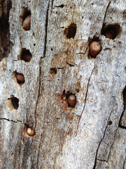Acorn Woodpecker photo 5