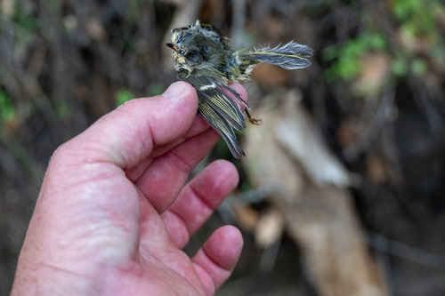 iNaturalist observation photo of Ruby-crowned Kinglet
