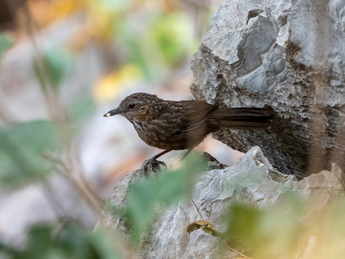 Rufous Limestone Babbler (Gypsophila calcicola)