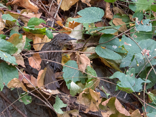Rufous Limestone Babbler (Gypsophila calcicola), photo 3